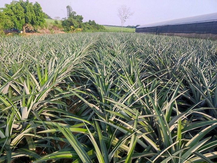 Vườn khảo nghiệm dứa MD2