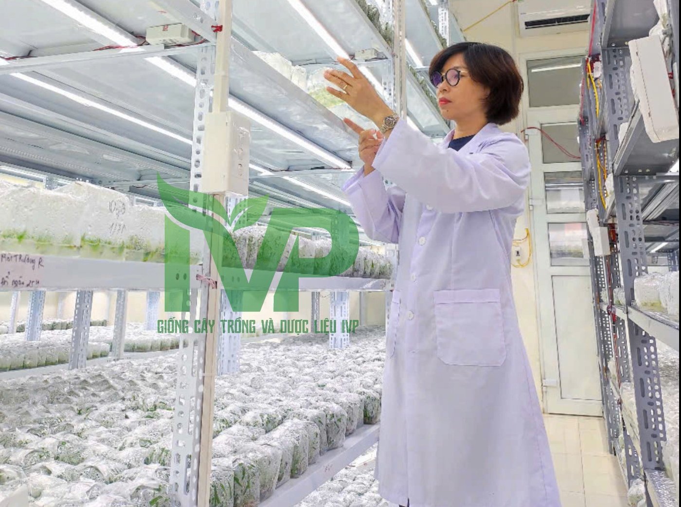 Phòng LAB giống dứa MD2 IVP