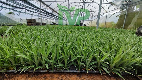 Vườn ươm giống dứa MD2 IVP