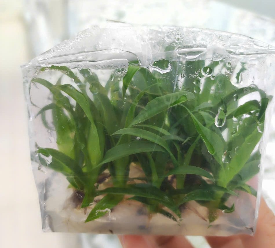 Cây giống dứa MD2 nuôi cấy mô xuất phòng thí nghiệm